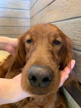 世界の名犬牧場に投稿された画像（2022/6/2）