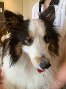 世界の名犬牧場に投稿された画像（2022/6/2）