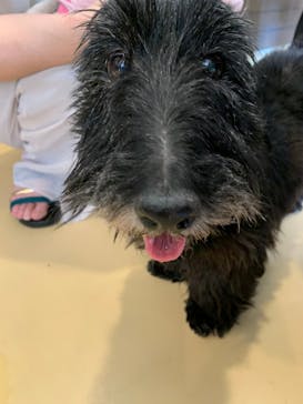 世界の名犬牧場に投稿された画像（2022/6/2）