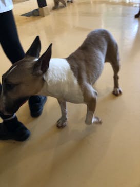 世界の名犬牧場に投稿された画像（2022/6/2）