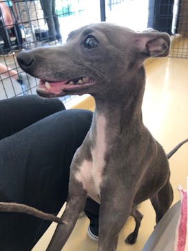 世界の名犬牧場に投稿された画像（2022/6/2）