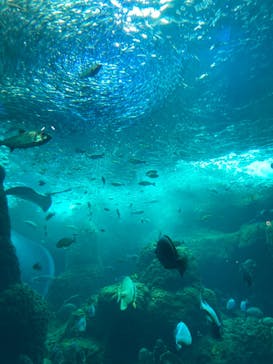 新江ノ島水族館に投稿された画像（2022/6/2）