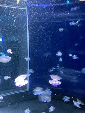 新江ノ島水族館に投稿された画像（2022/6/2）