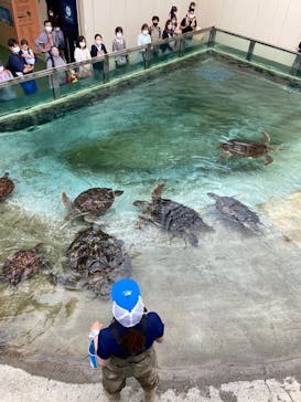 新江ノ島水族館に投稿された画像（2022/6/2）