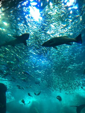 新江ノ島水族館に投稿された画像（2022/6/2）