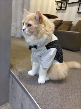 猫カフェモカ　立川店に投稿された画像（2022/6/2）