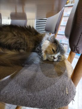 猫カフェモカ　立川店に投稿された画像（2022/6/2）