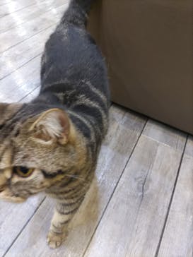 猫カフェモカ　立川店に投稿された画像（2022/6/2）