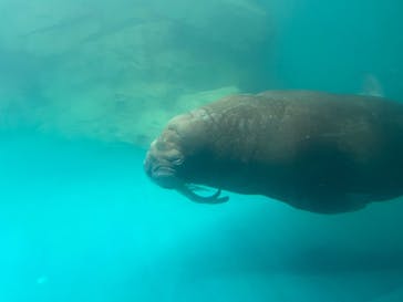 大分マリーンパレス水族館 「うみたまご」に投稿された画像（2022/6/2）