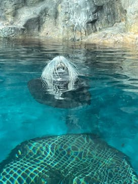 大分マリーンパレス水族館 「うみたまご」に投稿された画像（2022/6/2）
