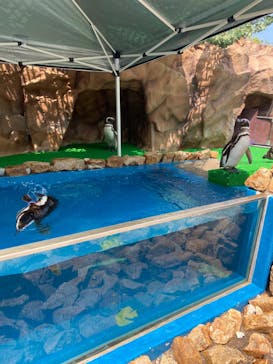 大分マリーンパレス水族館 「うみたまご」に投稿された画像（2022/6/3）