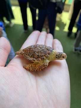 新江ノ島水族館に投稿された画像（2022/6/3）