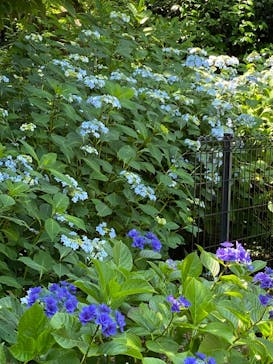 ニューヨークランプミュージアム＆フラワーガーデンに投稿された画像（2022/6/3）