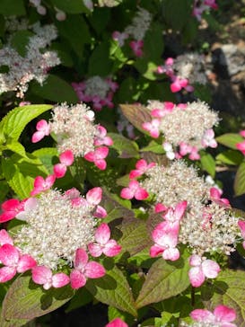 ニューヨークランプミュージアム＆フラワーガーデンに投稿された画像（2022/6/3）