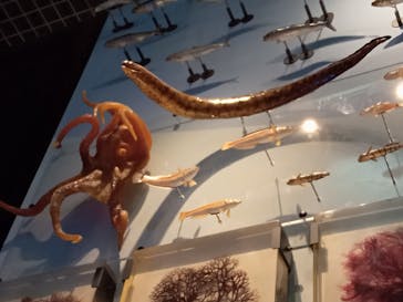 国立科学博物館に投稿された画像（2022/6/3）