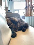 猫カフェモカ　イオンレイクタウン店に投稿された画像（2022/6/3）