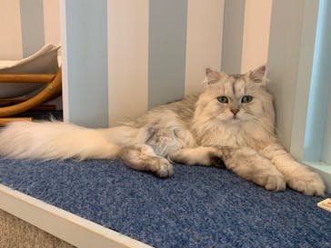 猫カフェモカ　イオンレイクタウン店に投稿された画像（2022/6/3）