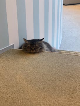 猫カフェモカ　イオンレイクタウン店に投稿された画像（2022/6/3）