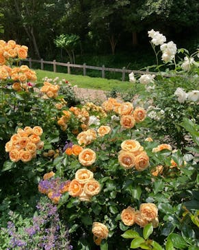 神戸布引ハーブ園／ロープウェイに投稿された画像（2022/6/3）