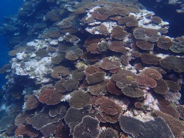 石垣島 ADVENTURE PiPi（イシガキジマアドベンチャーピピ）に投稿された画像（2022/6/3）