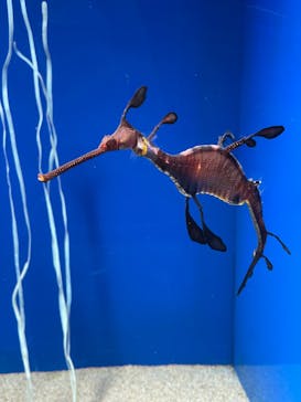 サンシャイン水族館に投稿された画像（2022/6/3）