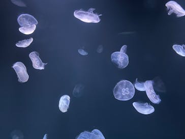 サンシャイン水族館に投稿された画像（2022/6/3）