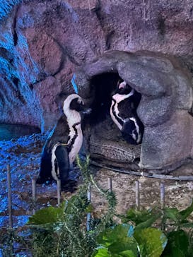 サンシャイン水族館に投稿された画像（2022/6/3）