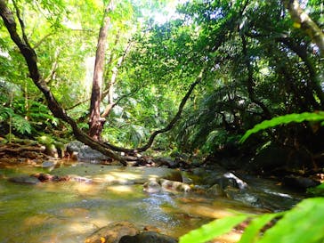 西表島 ADVENTURE PiPi（アドベンチャーピピ）に投稿された画像（2022/6/4）