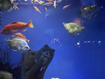 新江ノ島水族館に投稿された画像（2022/6/4）