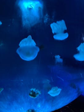 新江ノ島水族館に投稿された画像（2022/6/4）