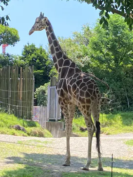 天王寺動物園に投稿された画像（2022/6/4）