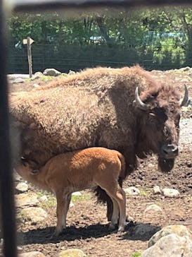 那須サファリパークに投稿された画像（2022/6/4）