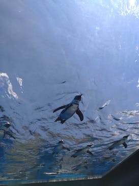 サンシャイン水族館に投稿された画像（2022/6/4）
