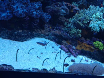 サンシャイン水族館に投稿された画像（2022/6/4）