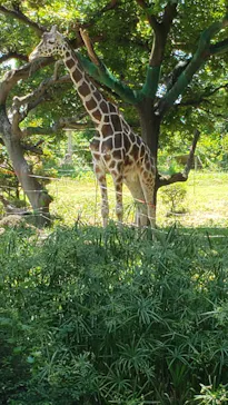 天王寺動物園に投稿された画像（2022/6/4）