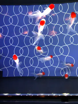 すみだ水族館に投稿された画像（2022/6/4）