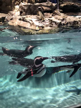 すみだ水族館に投稿された画像（2022/6/4）