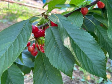 宮本農園に投稿された画像（2022/6/4）