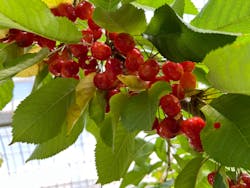 宮本農園に投稿された画像（2022/6/4）