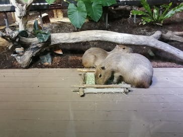 カワスイ 川崎⽔族館に投稿された画像（2022/6/4）