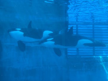名古屋港水族館に投稿された画像（2022/6/4）