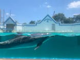 しながわ水族館に投稿された画像（2022/6/4）