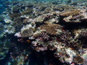 石垣島 ADVENTURE PiPi（イシガキジマアドベンチャーピピ）に投稿された画像（2022/6/4）