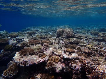 石垣島 ADVENTURE PiPi（イシガキジマアドベンチャーピピ）に投稿された画像（2022/6/4）