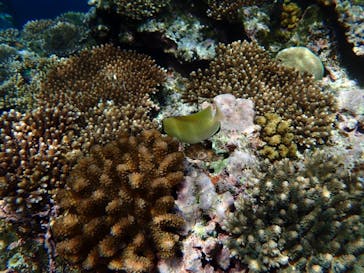 石垣島 ADVENTURE PiPi（イシガキジマアドベンチャーピピ）に投稿された画像（2022/6/4）