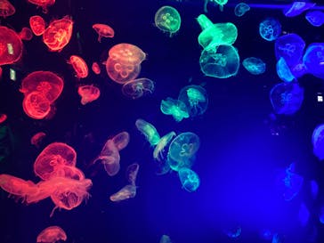 名古屋港水族館に投稿された画像（2022/6/4）