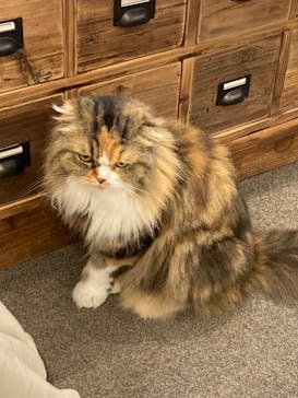 猫カフェモカ　渋谷公園通り店に投稿された画像（2022/6/4）