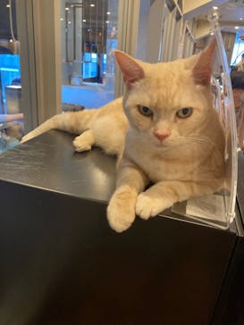 猫カフェモカ　渋谷公園通り店に投稿された画像（2022/6/4）