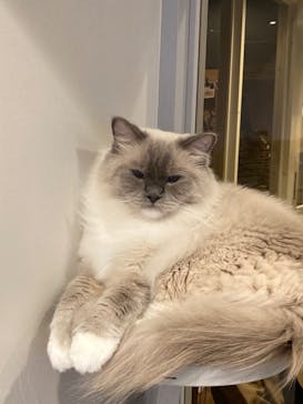 猫カフェモカ　渋谷公園通り店に投稿された画像（2022/6/4）