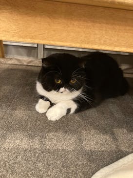 猫カフェモカ　渋谷公園通り店に投稿された画像（2022/6/4）